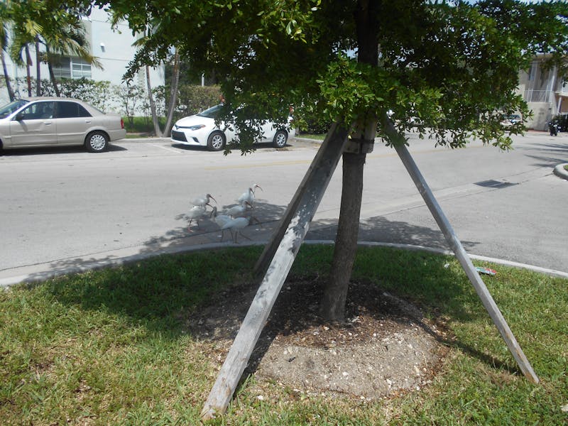 رابط منصة اعتماد الحكوميه