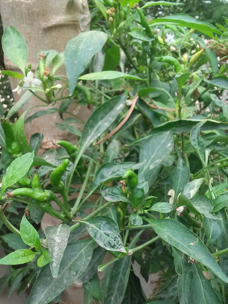 اين يقع نهر شليف