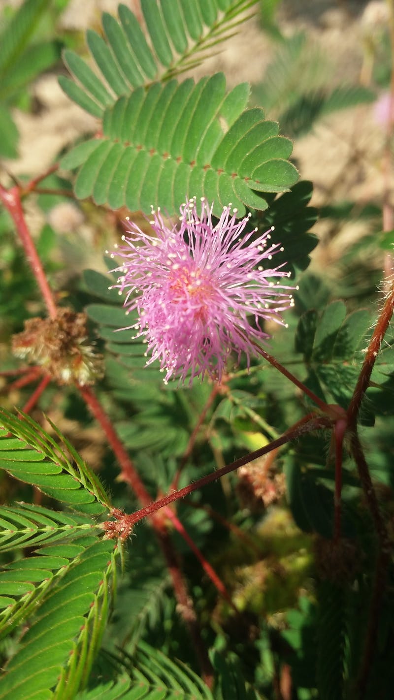 استمارة معلومات للمشاركة في المسابقة على أساس الشهادة نموذج 2