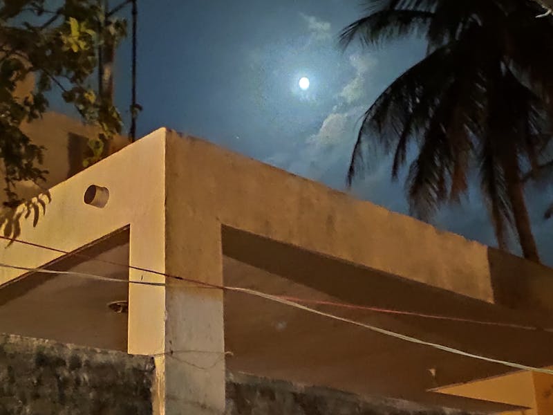 كم تبلغ سرعة النعامة