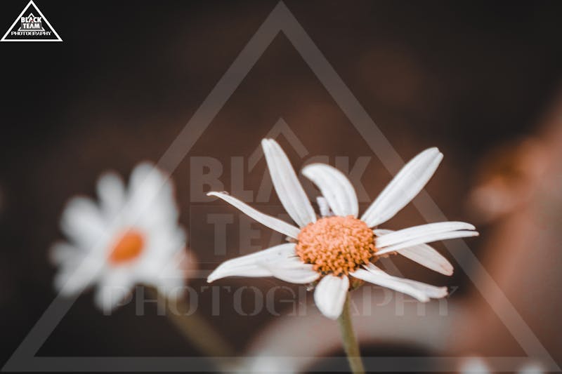 شروط الضمان الاجتماعي المطور للاعزب 2023 – 1444