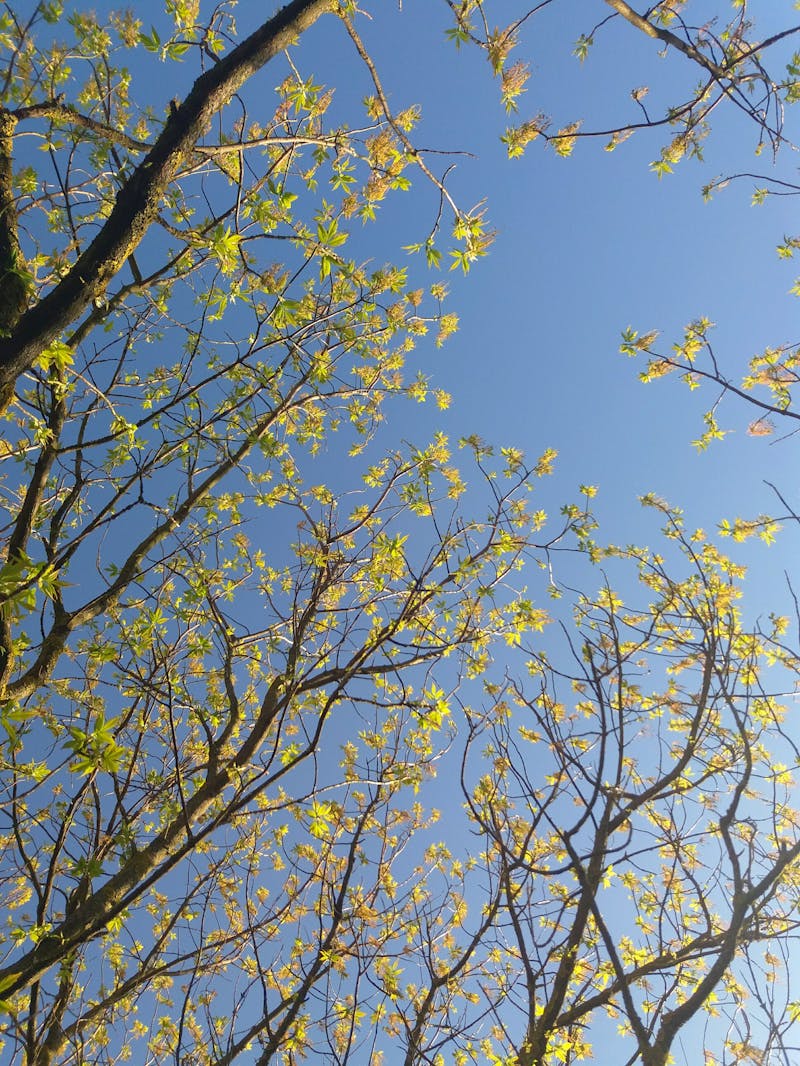 هل التصوير مع شجرة الكريسماس حرام