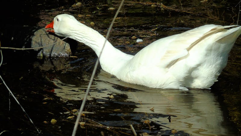 الى ماذا ترمز شجرة الكريسماس