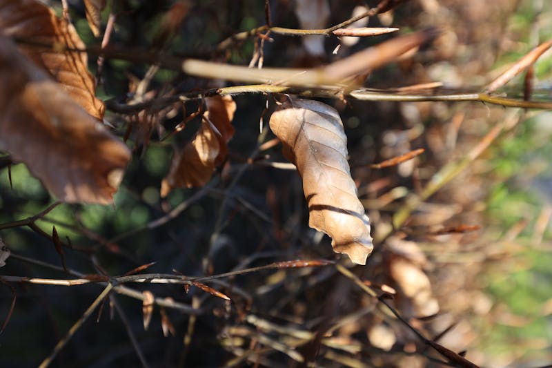 metpamid لماذا يستخدم للاطفال