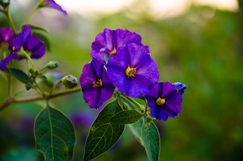 ماذا تعني عملية التعظم؟